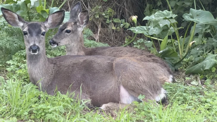 Детеныш лесного северного оленя родился в Московском зоопарке Детеныш лесного северного оленя родился в Московском зоопарке