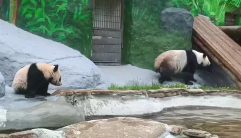 «Проверила бассейн»: Московский зоопарк показал «уличную» жизнь панды Катюши
