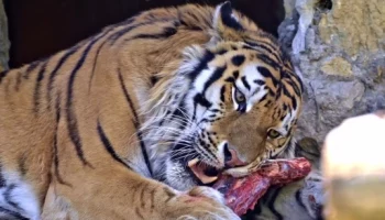 «Разлизывает сочное мясо»: Московский зоопарк показал завтрак тигра Степана