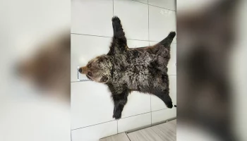 Ковер из шкуры медведя обнаружили в вещах летевшей из РФ китаянки