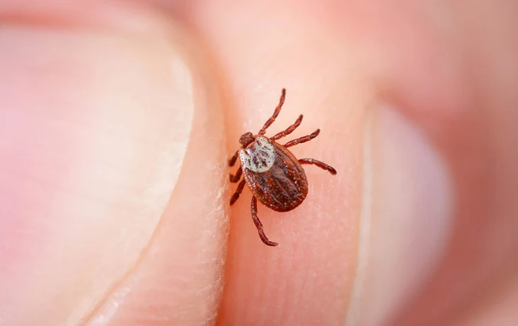 Клещи в Москве снова впали в спячку из-за похолодания Клещи в Москве снова впали в спячку из-за похолодания