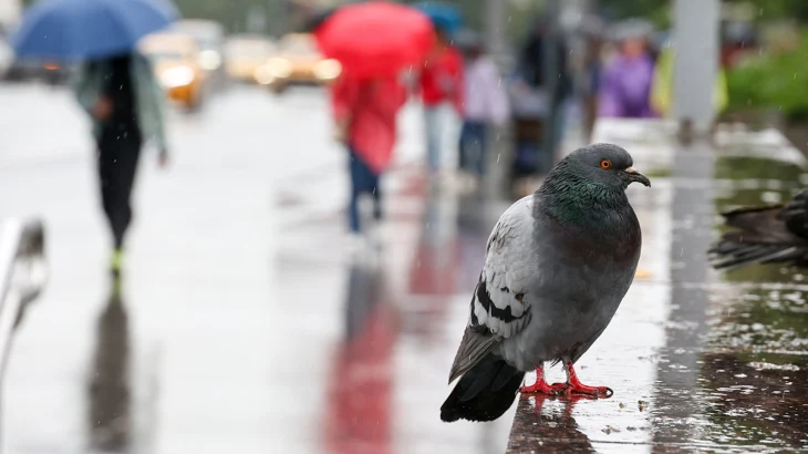 Синоптик Леус спрогнозировал контрастную погоду в Центральной России в июле Синоптик Леус спрогнозировал контрастную погоду в Центральной России в июле