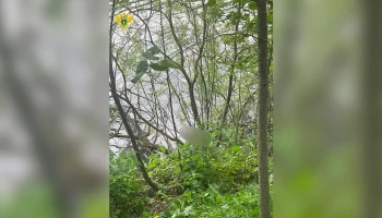 СК завел дело по факту обнаружения тела ребенка в водоеме на юго-востоке Москвы