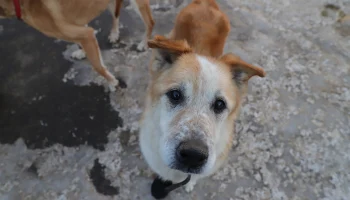 Москва вошла в топ городов с благоприятной ситуацией по бездомным животным