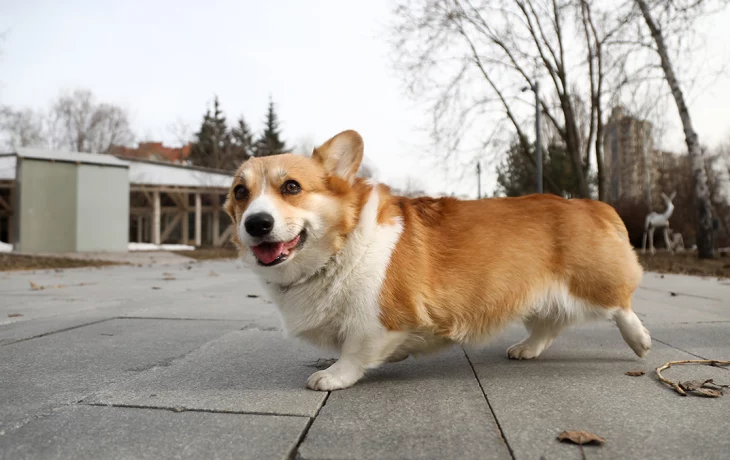 Рекорд тепла 16-летней давности может обновиться в Москве 10 апреля Рекорд тепла 16-летней давности может обновиться в Москве 10 апреля