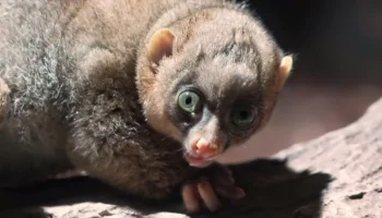 Детеныш краснокнижного примата потто родился в Московском зоопарке