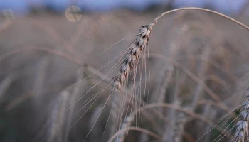 ЕС утвердил запретительные пошлины на импорт зерна из России и Белоруссии