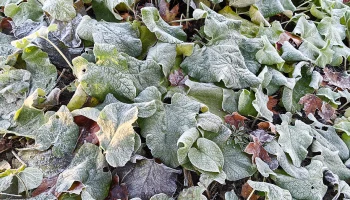 Первые заморозки ударили в столичном регионе