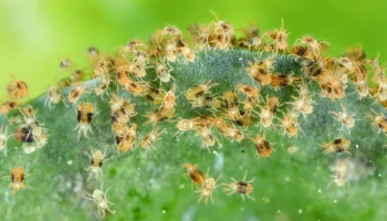 Клещи активизировались в Москве