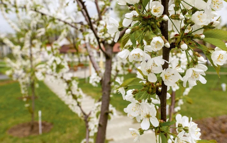 Вишни, груши и магнолии: деревья и кустарники расцвели на ВДНХ Вишни, груши и магнолии: деревья и кустарники расцвели на ВДНХ