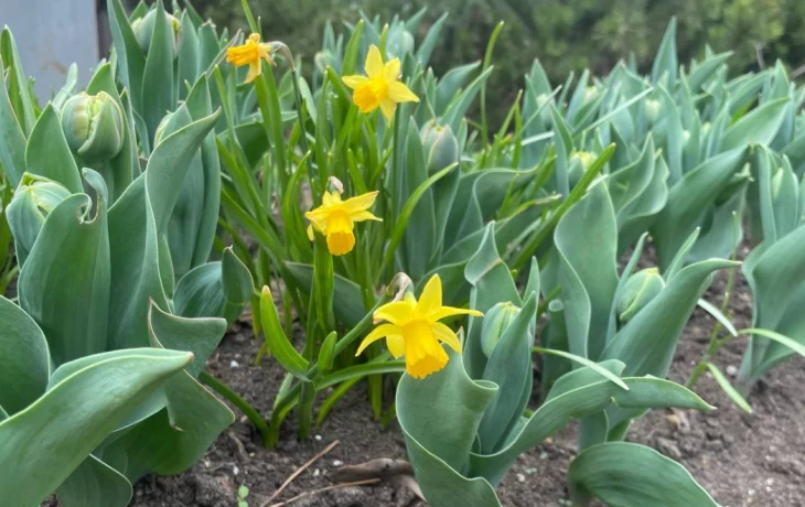 «В цвету»: Московский зоопарк поделился весенней флорой своих территорий «В цвету»: Московский зоопарк поделился весенней флорой своих территорий