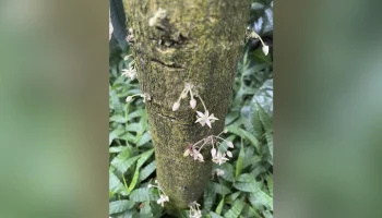 В "Аптекарском огороде" расцвело какао