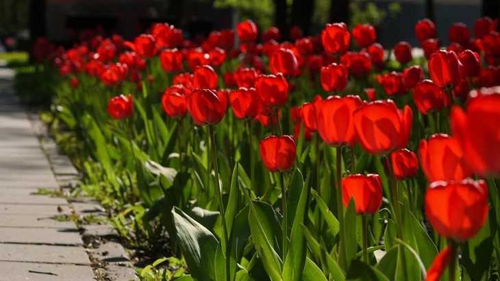 Тюльпаны высадят на столичных клумбах в октябре Тюльпаны высадят на столичных клумбах в октябре