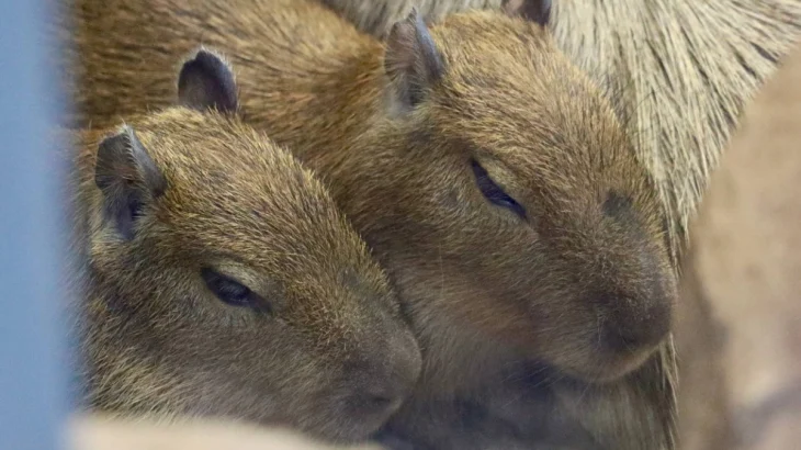 Стало известно, как назвали детенышей капибар в Московском зоопарке Стало известно, как назвали детенышей капибар в Московском зоопарке