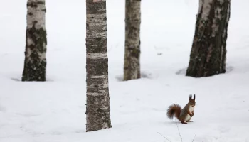 Синоптик Позднякова пообещала рекордно теплое начало февраля в Москве