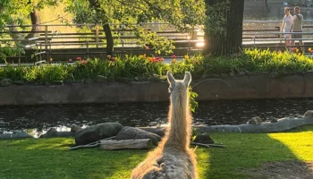 &laquo;Любуется&raquo;: Московский зоопарк показал наслаждающуюся майским закатом ламу&nbsp;Варю