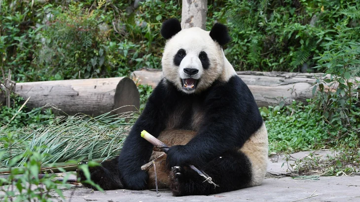 Панда Диндин из Московского зоопарка может вновь стать мамой Панда Диндин из Московского зоопарка может вновь стать мамой