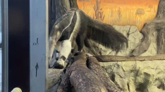 «Поражает»: Московский зоопарк показал необычные габариты муравьеда «Поражает»: Московский зоопарк показал необычные габариты муравьеда