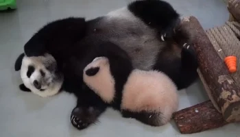 &laquo;Милота&raquo;: в Московском зоопарке показали вечерний отдых панд Катюши и Диндин