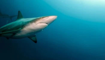 People: акула напала на девушку в Австралии