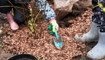 В столице завершилась осенняя акция «Озеленяем вместе»