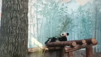 &laquo;Синхронность&raquo;: Московский зоопарк показал повторяющую за родителями Катюшу