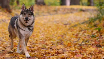 Вильфанд: Температура в Москве превысит норму в ближайшие дни