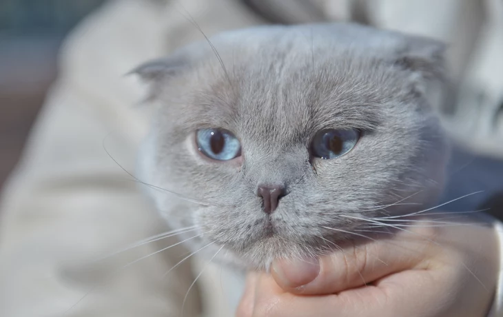 Врач Романенко рассказала о положительном влиянии мурчания кошек на здоровье