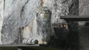 Московский зоопарк изменит режим работы с октября