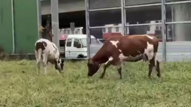 Двух пасущихся коров заметили у станции метро «Рассказовка» Двух пасущихся коров заметили у станции метро «Рассказовка»