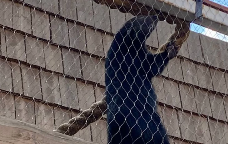 «Будто запятая»: Московский зоопарк показал загадочного бинтуронга «Будто запятая»: Московский зоопарк показал загадочного бинтуронга