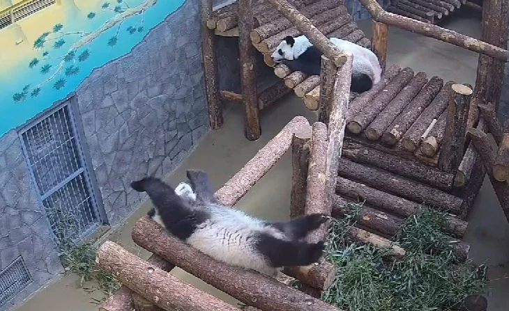 «Потягивается»: Московский зоопарк показал, как панда Катюша отходит ко сну «Потягивается»: Московский зоопарк показал, как панда Катюша отходит ко сну