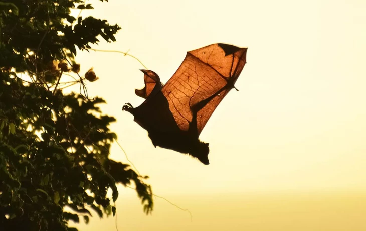 Летучая мышь, залетевшая в столичную квартиру, перезимует в Московском зоопарке Летучая мышь, залетевшая в столичную квартиру, перезимует в Московском зоопарке