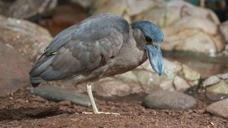 Челноклювы, лягушкорот и чернолицые ибисы: в Московский зоопарк прибыли редкие птицы Челноклювы, лягушкорот и чернолицые ибисы: в Московский зоопарк прибыли редкие птицы