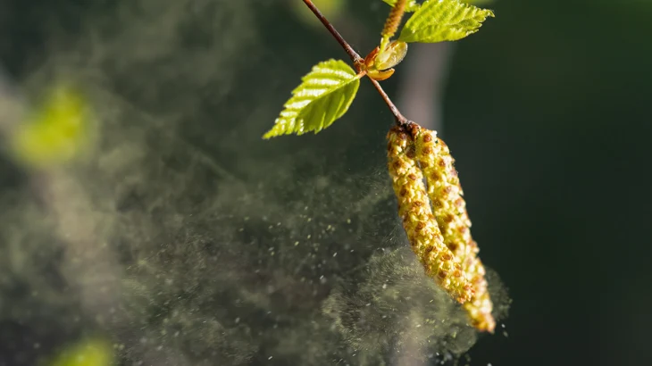 Врачи предупредили аллергиков о раннем старте цветения березы в России