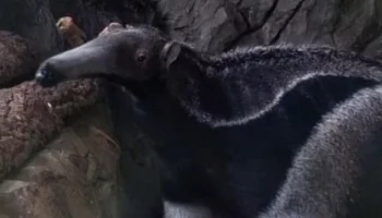 &laquo;Решил под крышей&raquo;: Московский зоопарк показал избегающего дождя муравьеда Диего