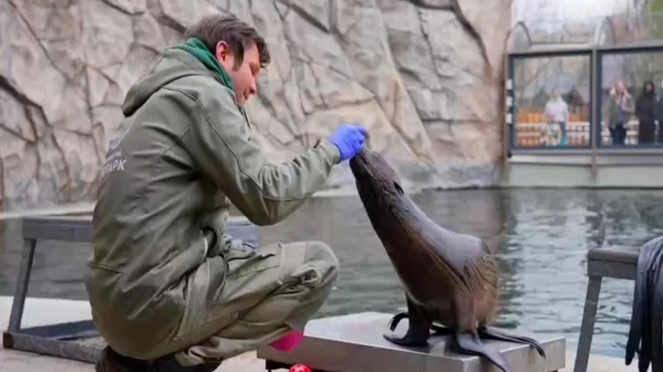 Морской котик Снарк встретил весну в уличном бассейне Московского зоопарка