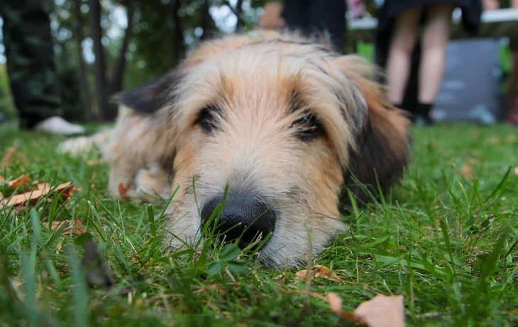 В Госдуме предложили запретить подкармливать бездомных животных