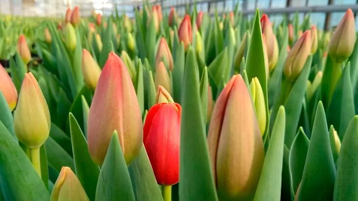 Около 1,6 млн цветов вырастили в столичных теплицах к 8 Марта Около 1,6 млн цветов вырастили в столичных теплицах к 8 Марта