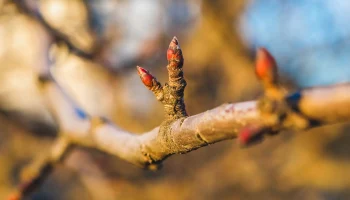 Эксперт Кунафин: В Москве на деревьях набухли почки