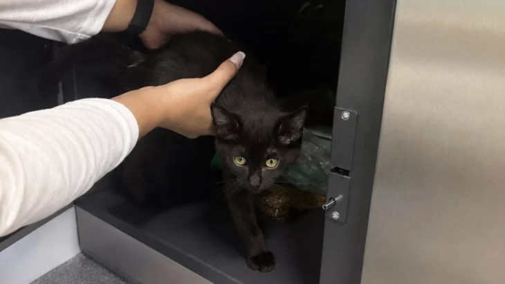 Котенка нашли запертым в камере хранения на Ленинградском вокзале Москвы Котенка нашли запертым в камере хранения на Ленинградском вокзале Москвы