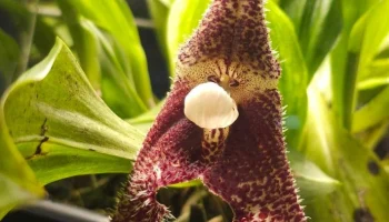 Уникальная орхидея-вампир расцвела в московском &laquo;Аптекарском огороде&raquo;