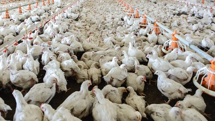 "Известия": Минсельхоз планирует ужесточить условия разведения кур и гусей "Известия": Минсельхоз планирует ужесточить условия разведения кур и гусей