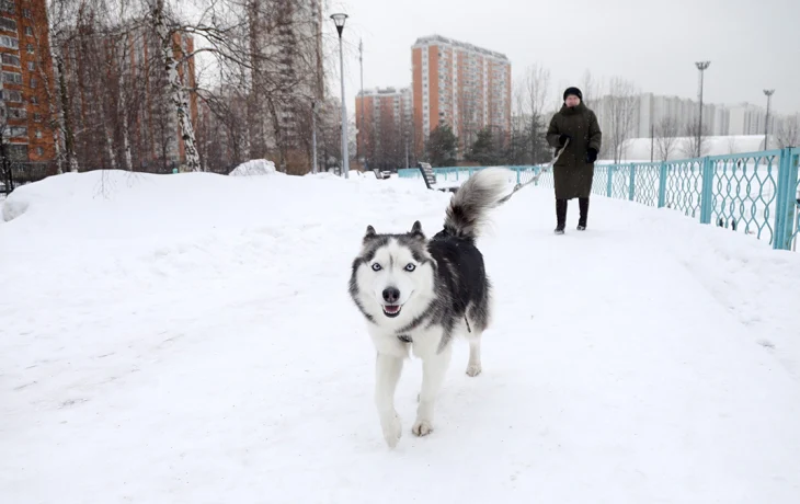 «Не исключены и все минус 20»: какой будет погода в Москве до 23 февраля «Не исключены и все минус 20»: какой будет погода в Москве до 23 февраля