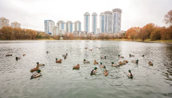 Реабилитацию Мосфильмовского пруда провели на западе Москвы