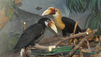 В Московском зоопарке родился птенец папуанского калао