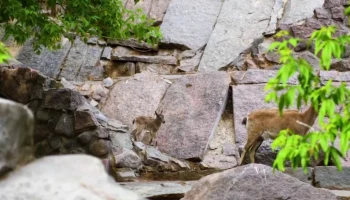 Девять детенышей дагестанского тура родились в Московском зоопарке