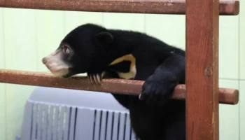 Детеныш малайского медведя появился в Московском зоопарке