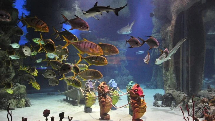 Сергей Собянин: "Москвариум" на ВДНХ празднует 10-летний юбилей Сергей Собянин: "Москвариум" на ВДНХ празднует 10-летний юбилей