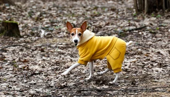 Метеоролог Позднякова предупредила о новой волне похолодания в Москве